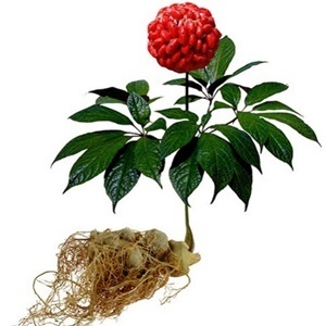 El ginseng en la composición de la